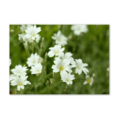 Tableau photo sur verre Fleurs de printemps