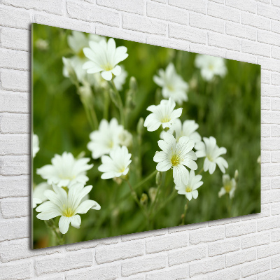 Tableau photo sur verre Fleurs de printemps