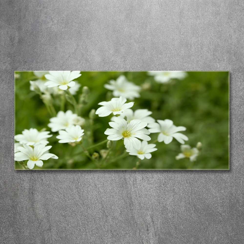 Tableau photo sur verre Fleurs de printemps