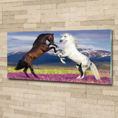 Tableau sur verre Combat de chevaux en montagne