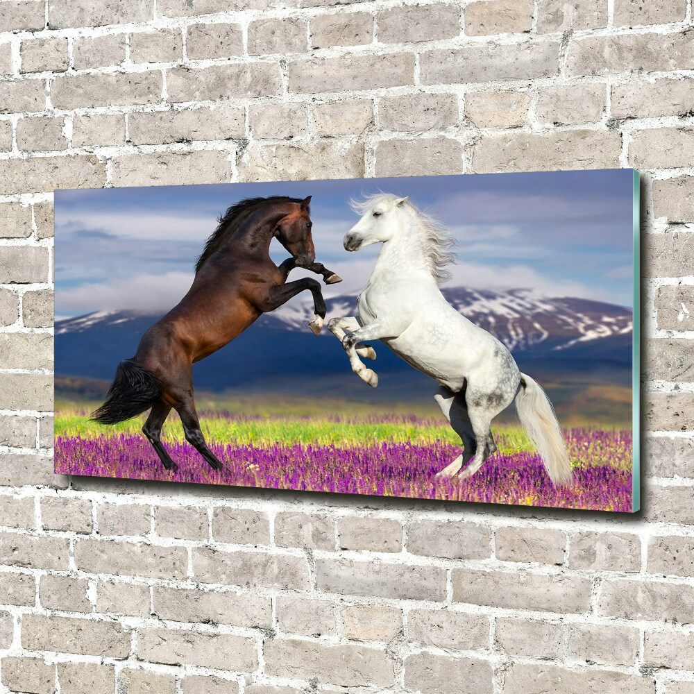 Tableau sur verre Combat de chevaux en montagne