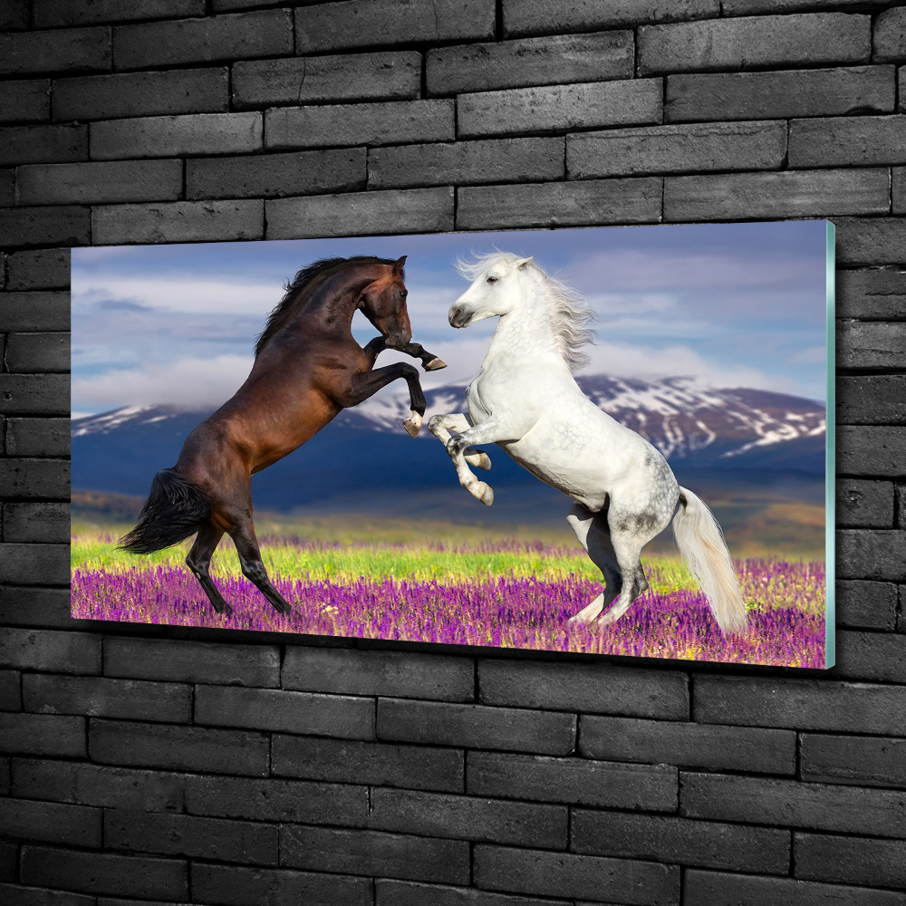 Tableau sur verre Combat de chevaux en montagne