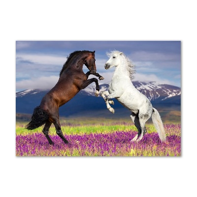 Tableau sur verre Combat de chevaux en montagne