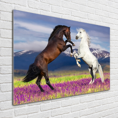 Tableau sur verre Combat de chevaux en montagne