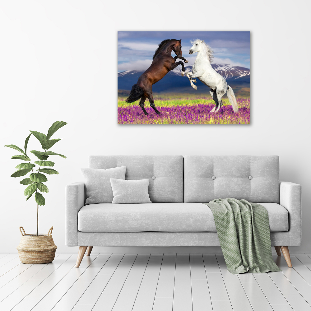 Tableau sur verre Combat de chevaux en montagne