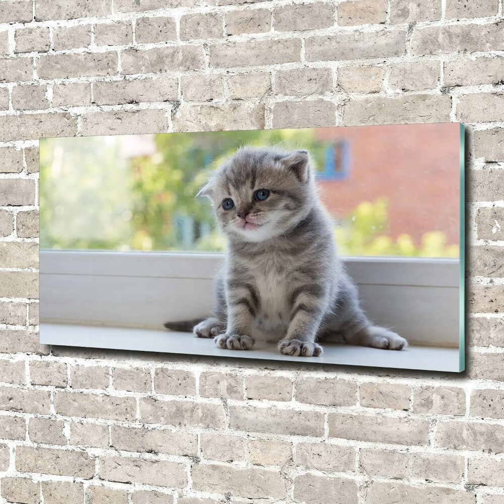 Tableau sur verre Petit chat à la fenêtre