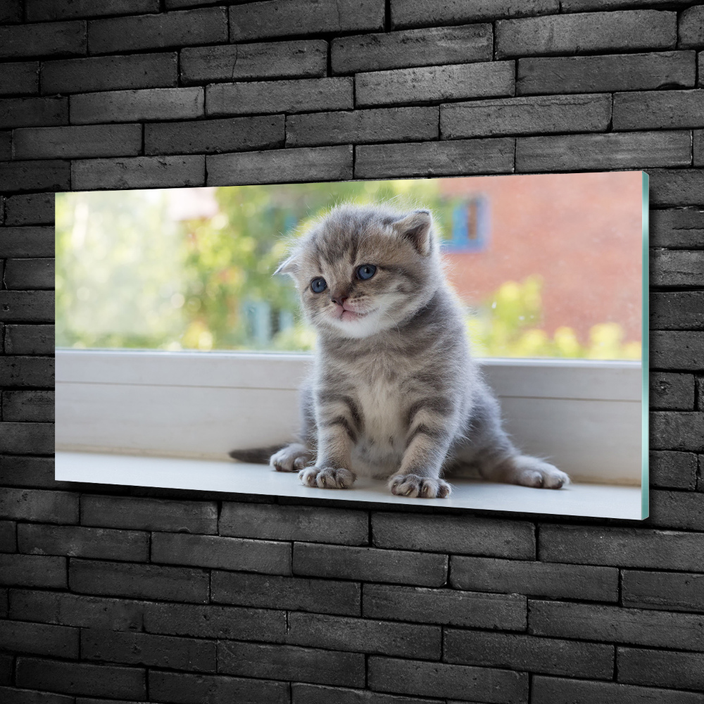 Tableau sur verre Petit chat à la fenêtre