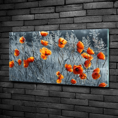 Tableau imprimé sur verre Coquelicot des champs