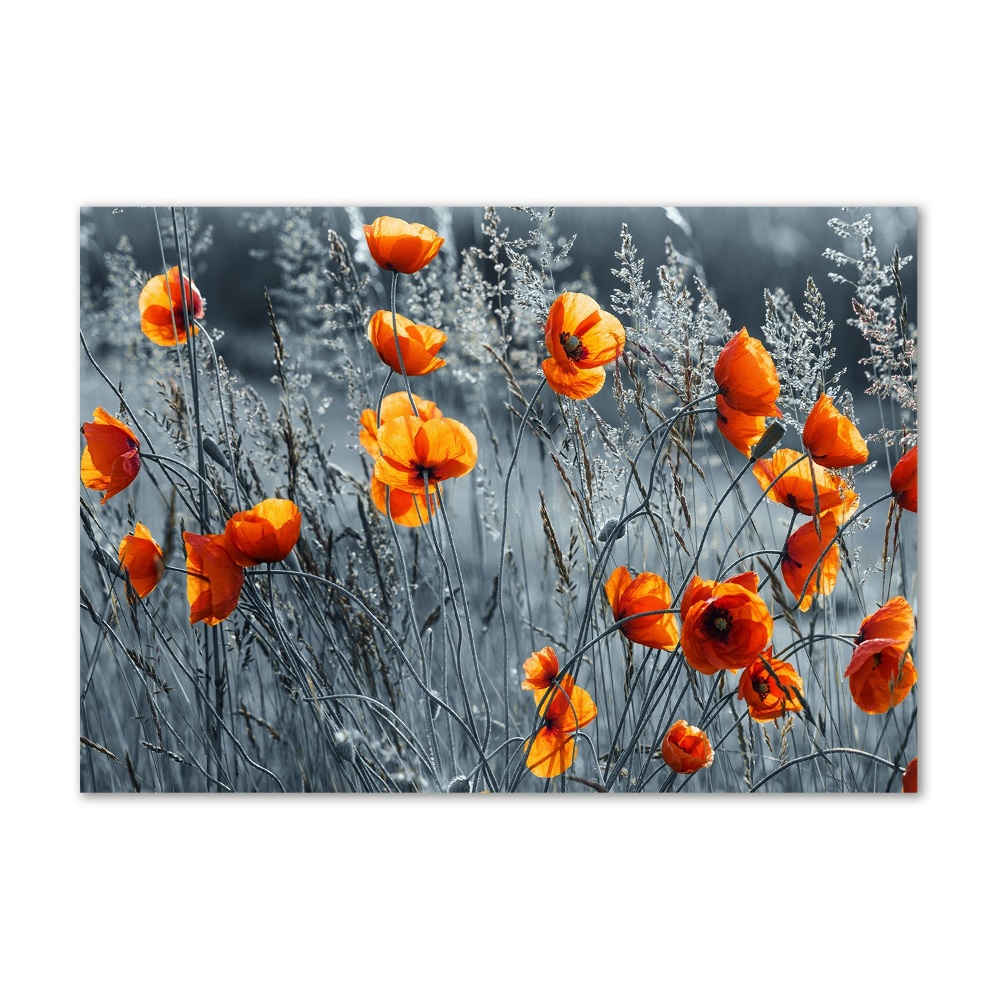 Tableau imprimé sur verre Coquelicot des champs