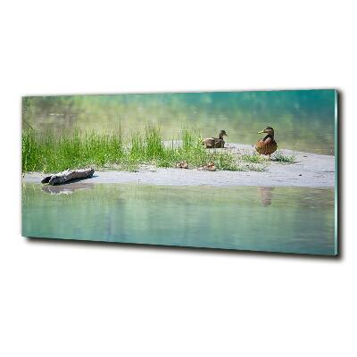 Tableau en verre Canards au bord de l'eau