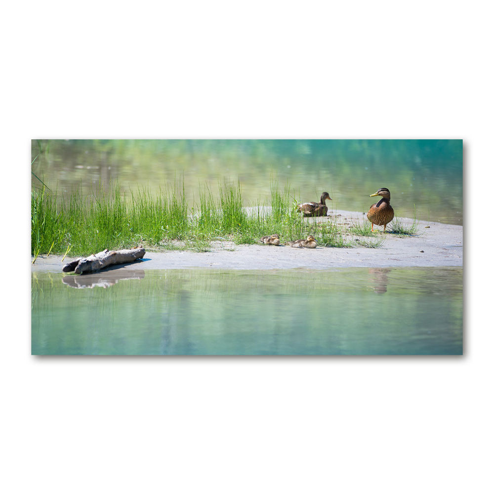 Tableau en verre Canards au bord de l'eau