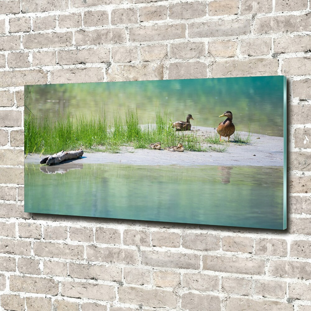 Tableau en verre Canards au bord de l'eau