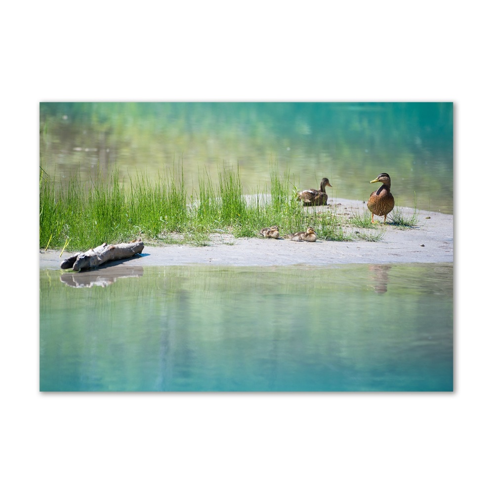 Tableau en verre Canards au bord de l'eau