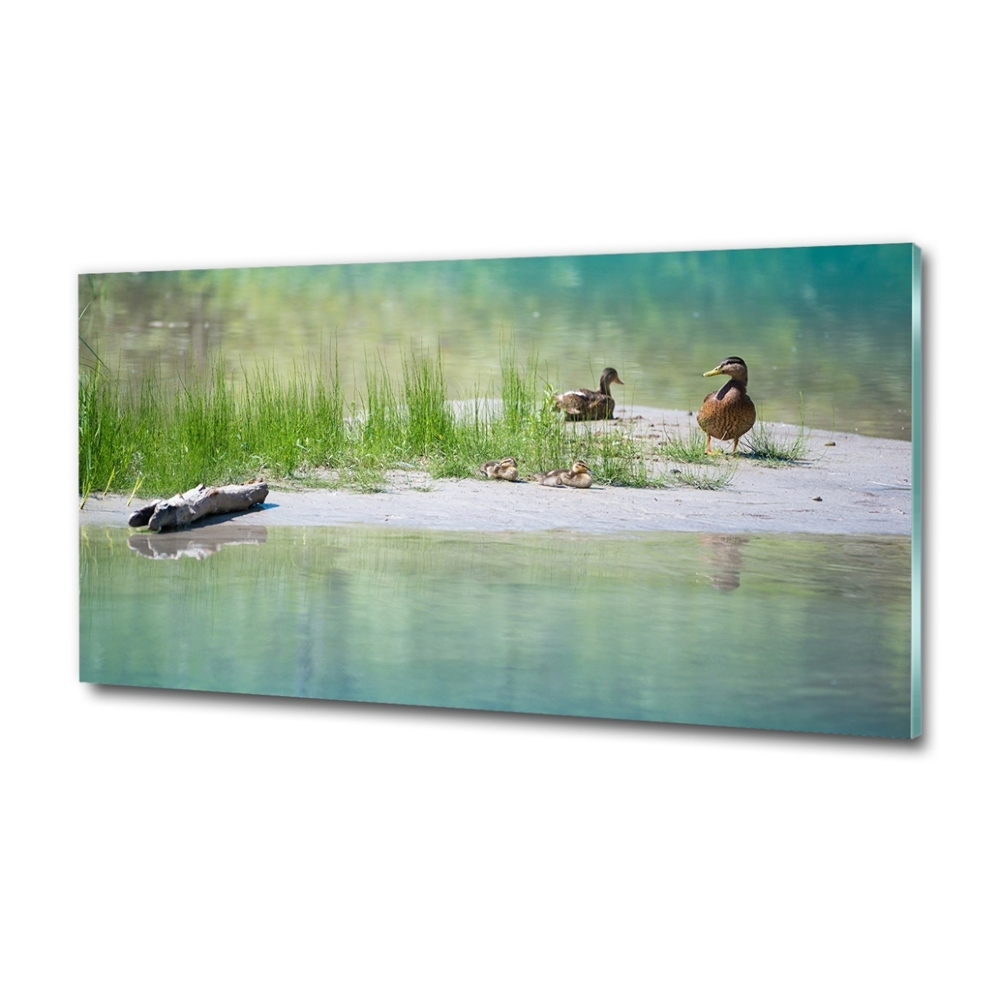 Tableau en verre Canards au bord de l'eau