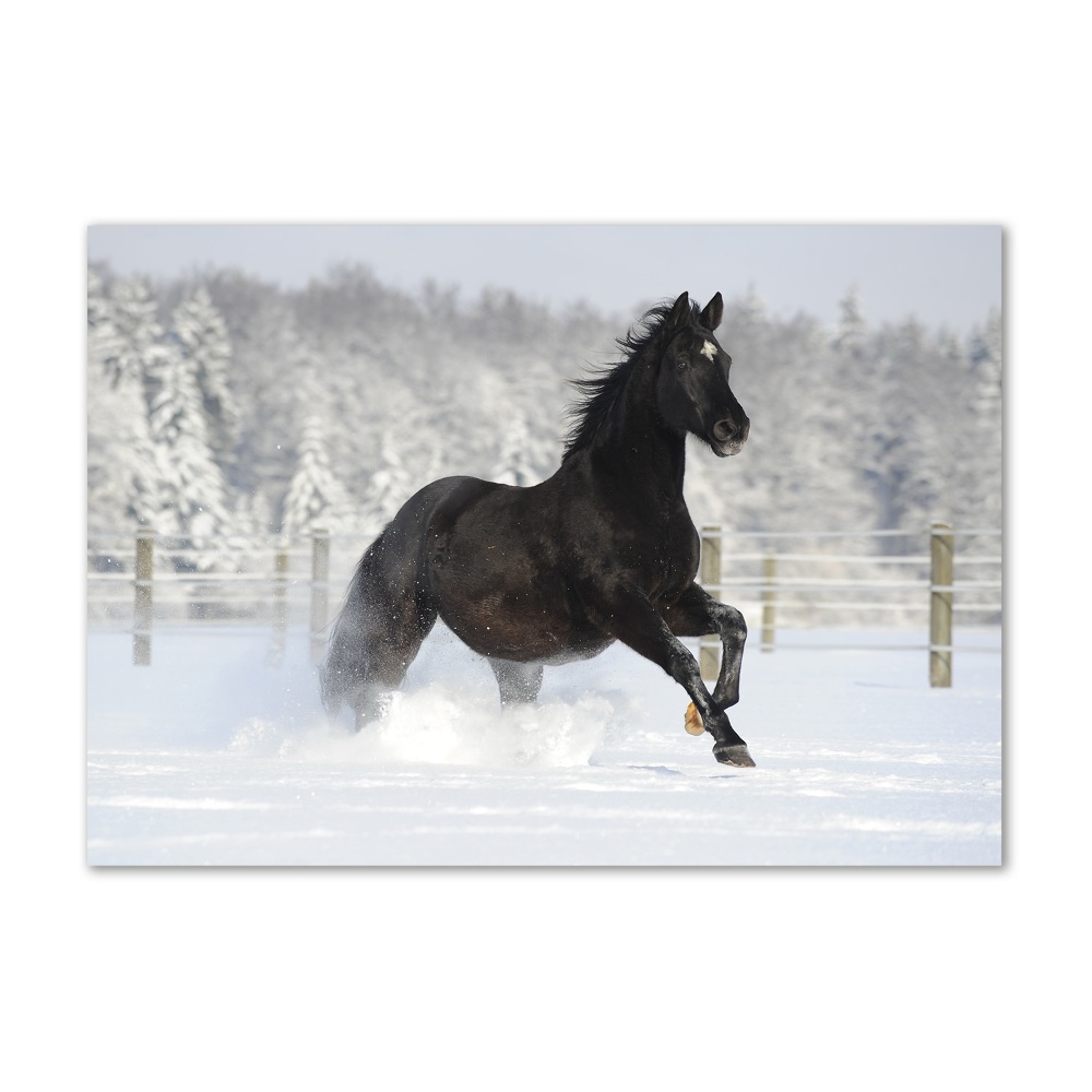 Tableau photo sur verre Cheval au galop Neige