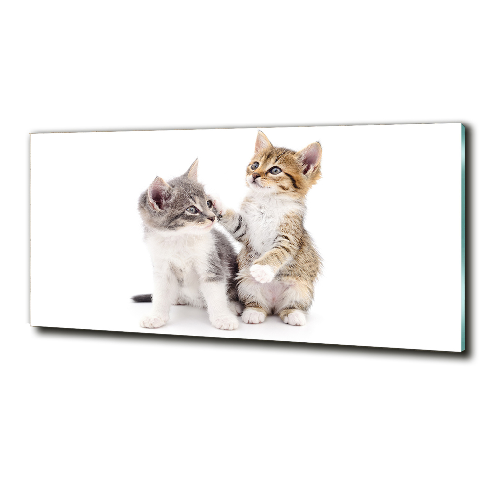 Tableau photo sur verre Deux petits chats