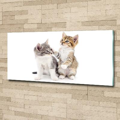 Tableau photo sur verre Deux petits chats