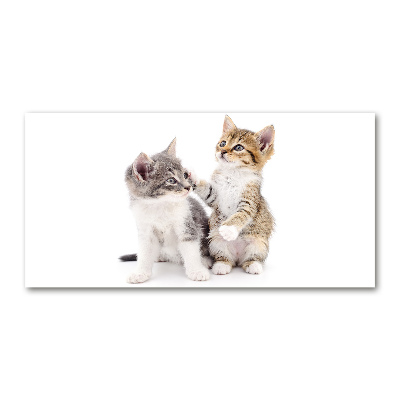 Tableau photo sur verre Deux petits chats