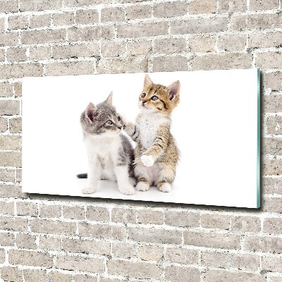 Tableau photo sur verre Deux petits chats