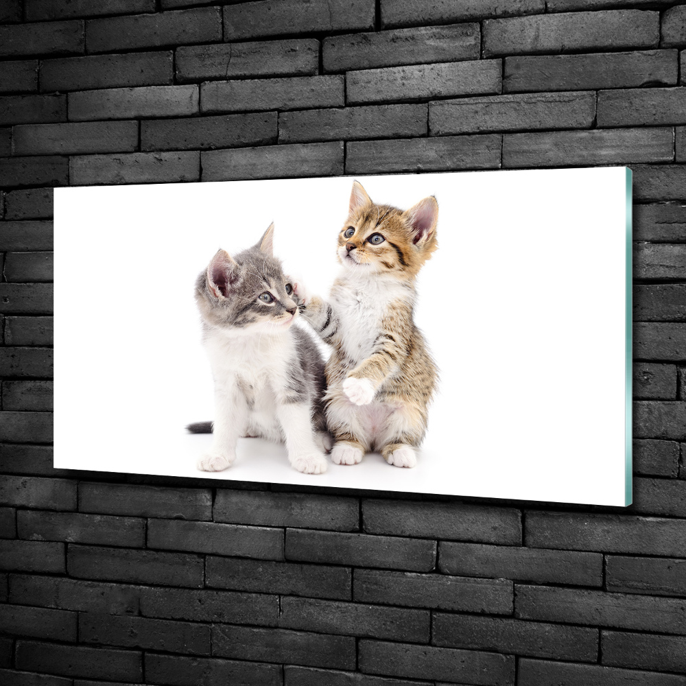 Tableau photo sur verre Deux petits chats