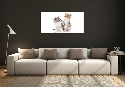 Tableau photo sur verre Deux petits chats