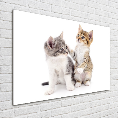 Tableau photo sur verre Deux petits chats