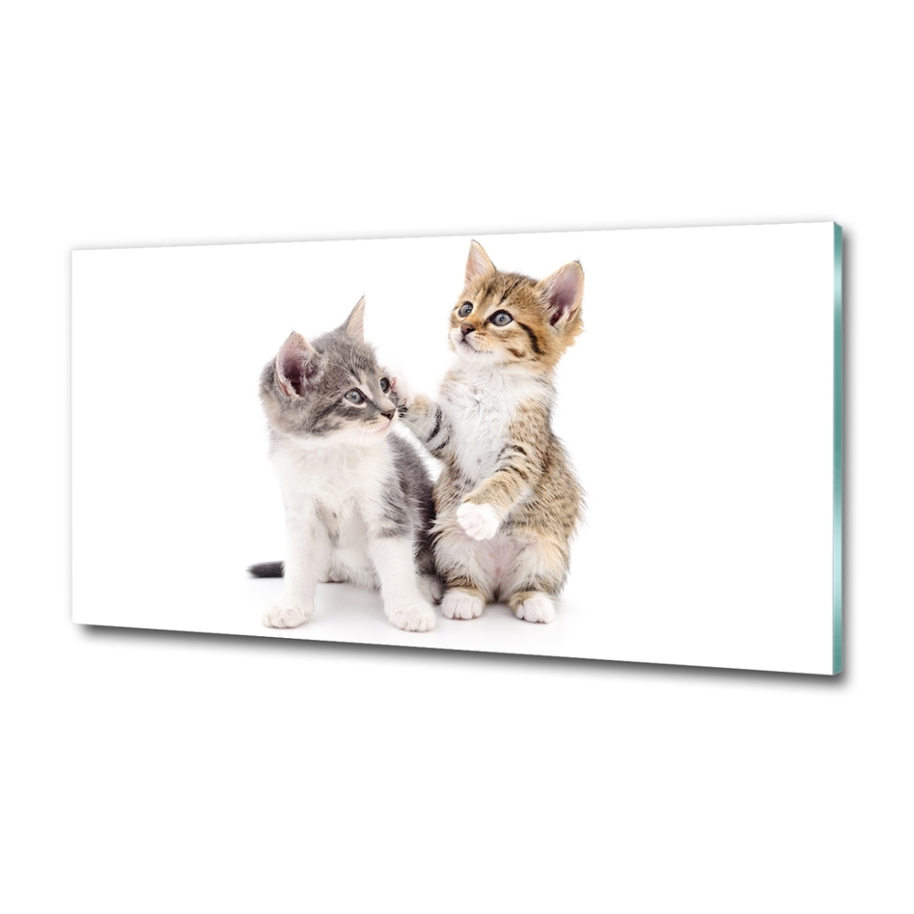 Tableau photo sur verre Deux petits chats