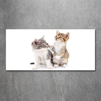 Tableau photo sur verre Deux petits chats