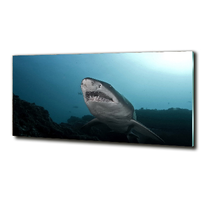 Tableau verre imprimé Grand requin