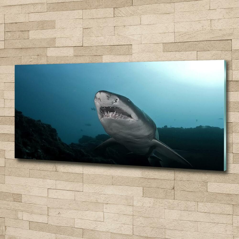 Tableau verre imprimé Grand requin