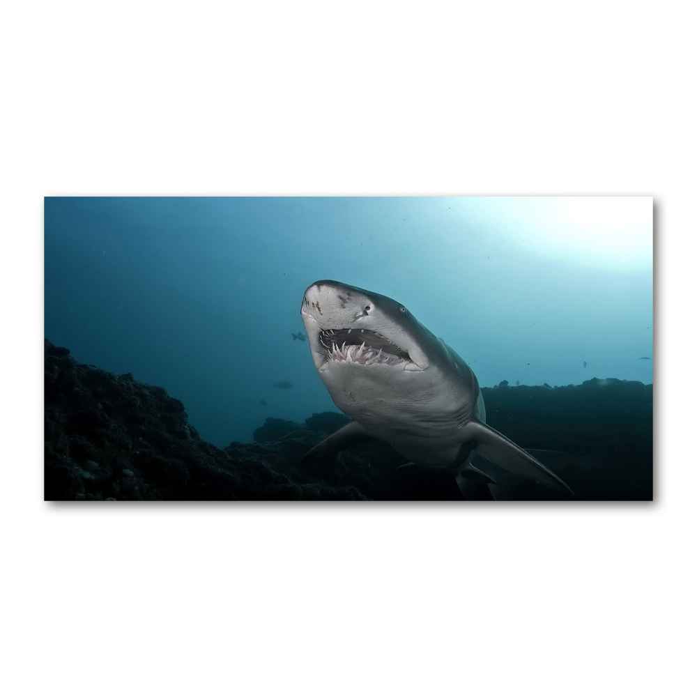 Tableau verre imprimé Grand requin