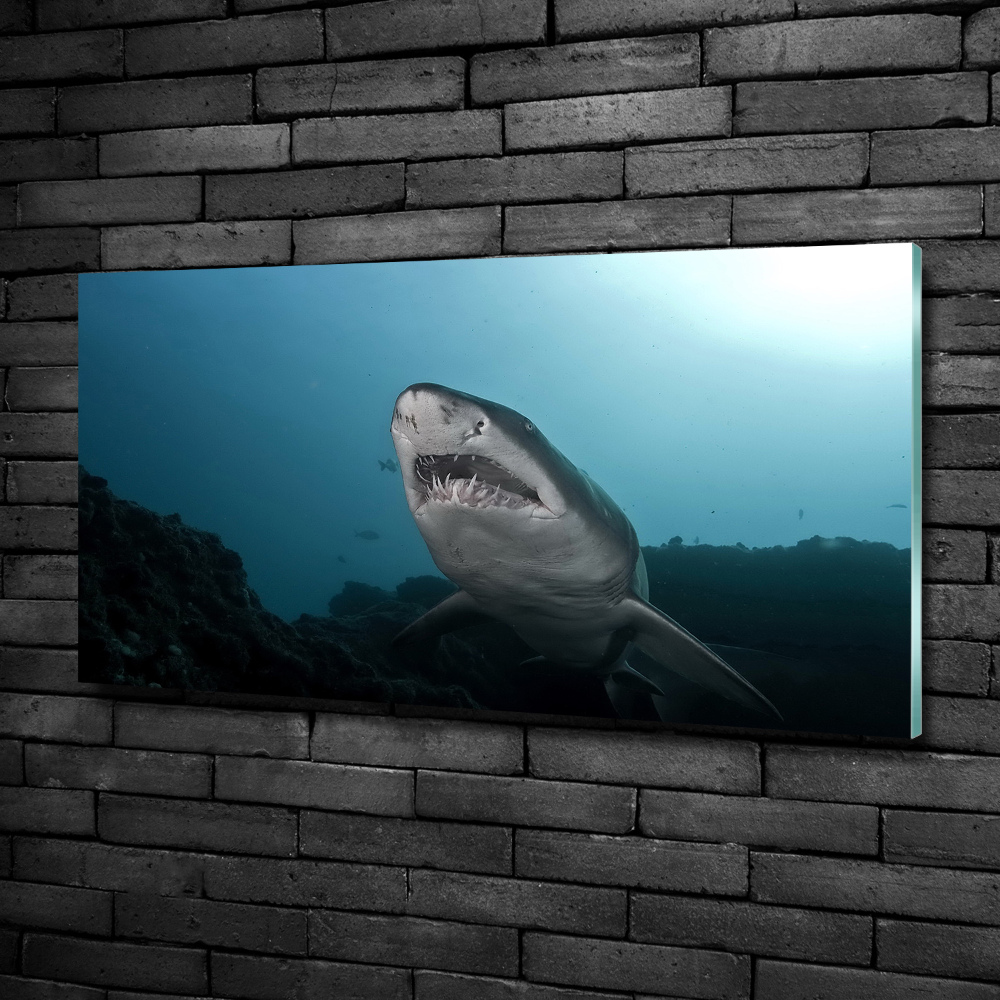 Tableau verre imprimé Grand requin