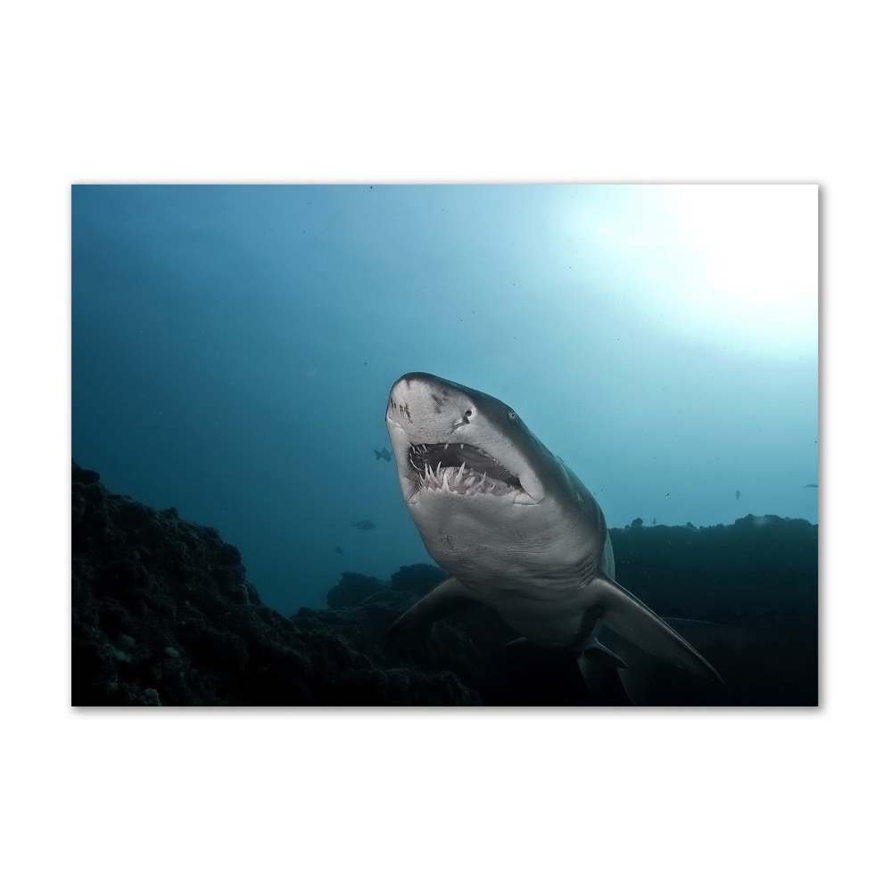 Tableau verre imprimé Grand requin