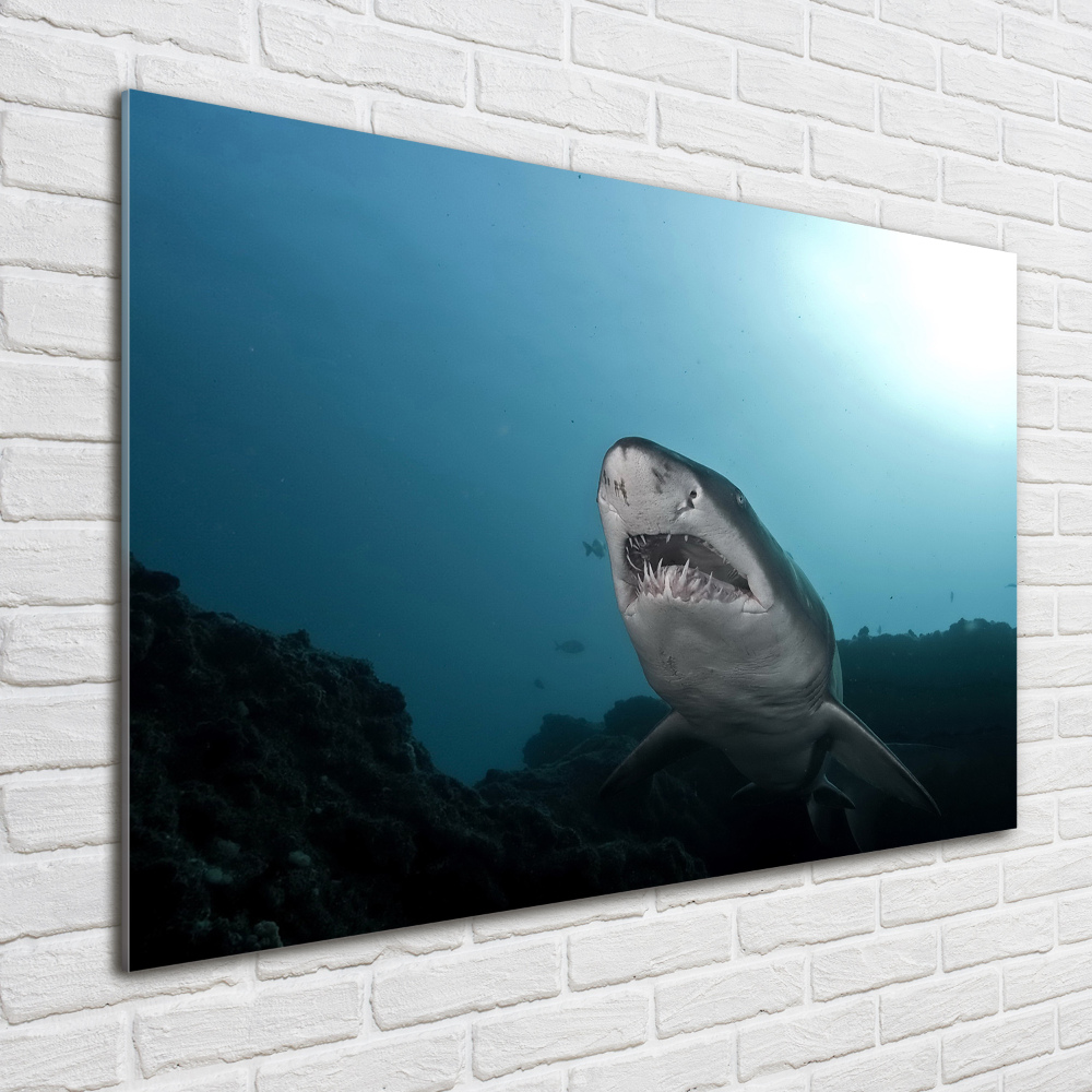 Tableau verre imprimé Grand requin