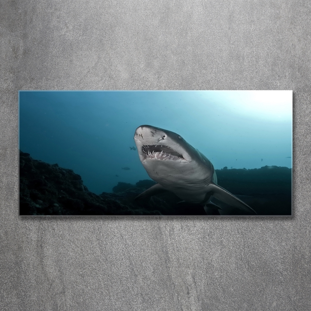 Tableau verre imprimé Grand requin