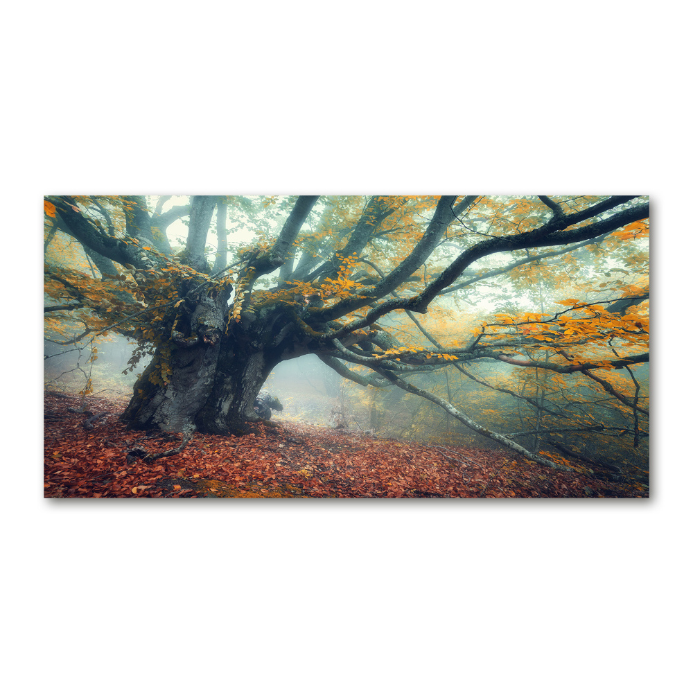 Tableau photo sur verre Vieil arbre