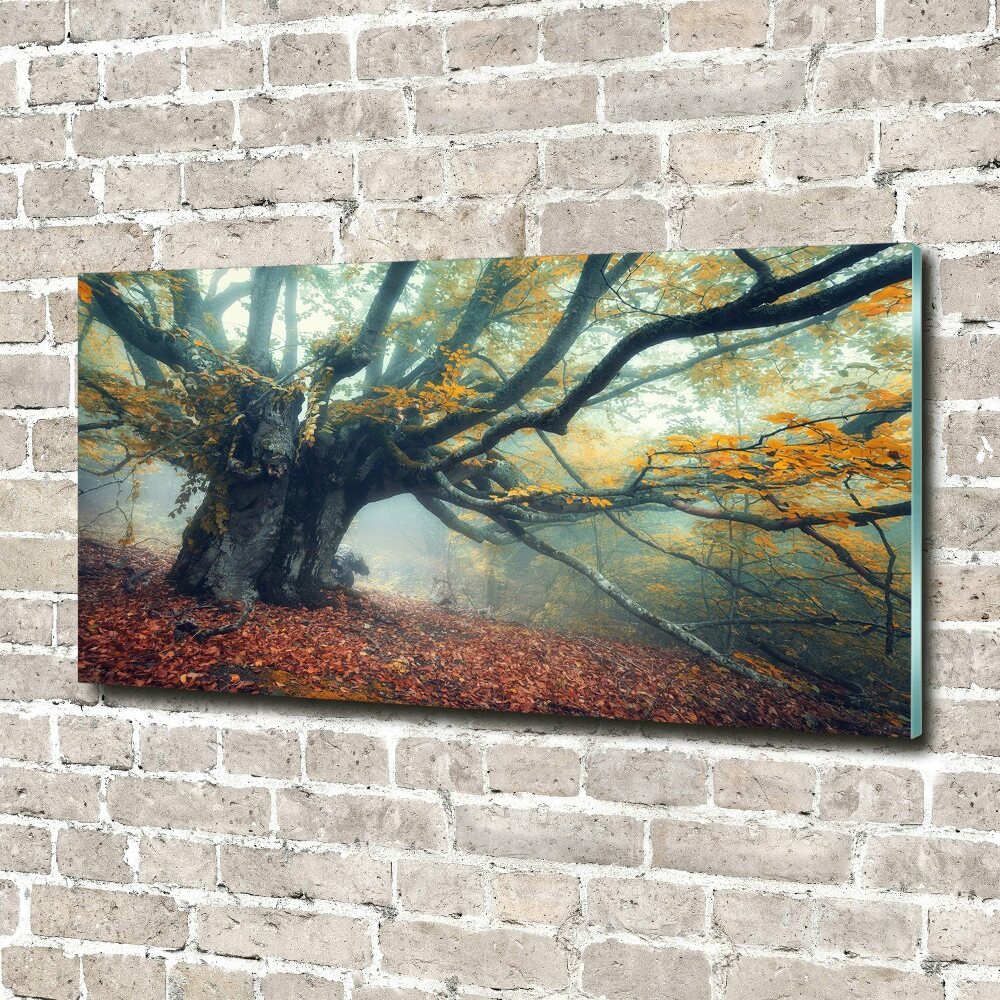 Tableau photo sur verre Vieil arbre