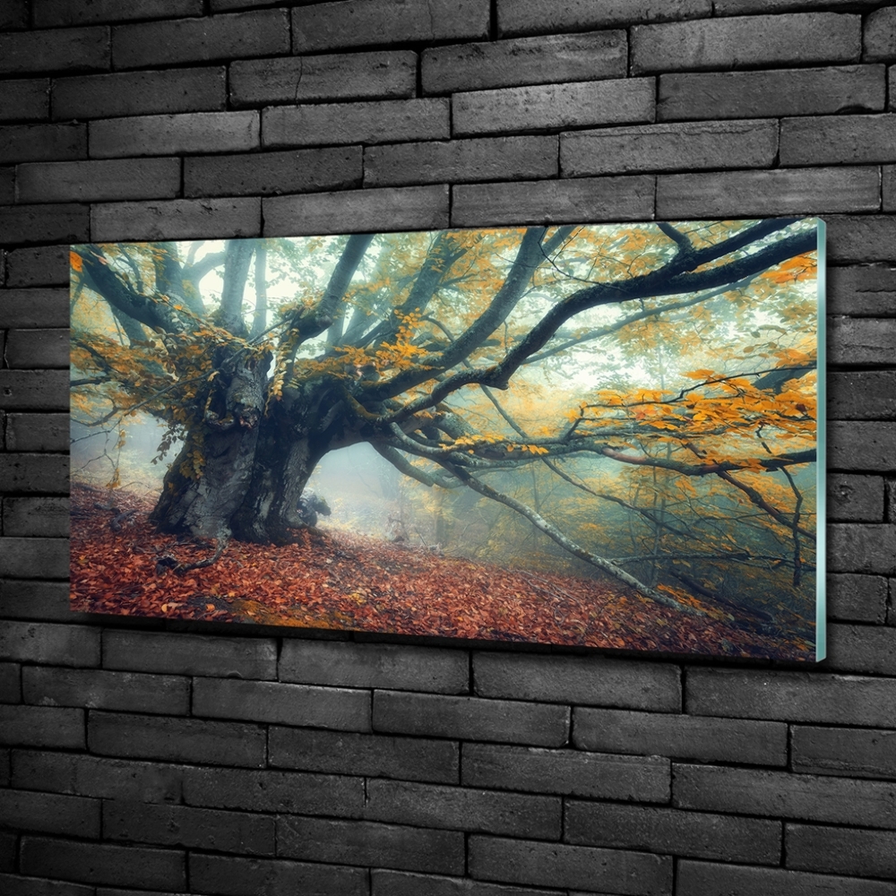 Tableau photo sur verre Vieil arbre