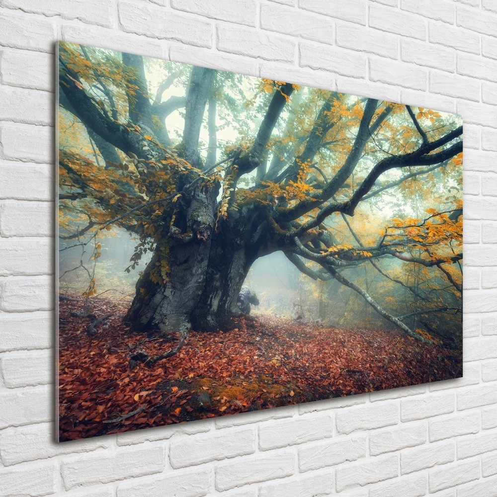 Tableau photo sur verre Vieil arbre