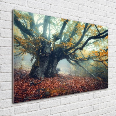 Tableau photo sur verre Vieil arbre