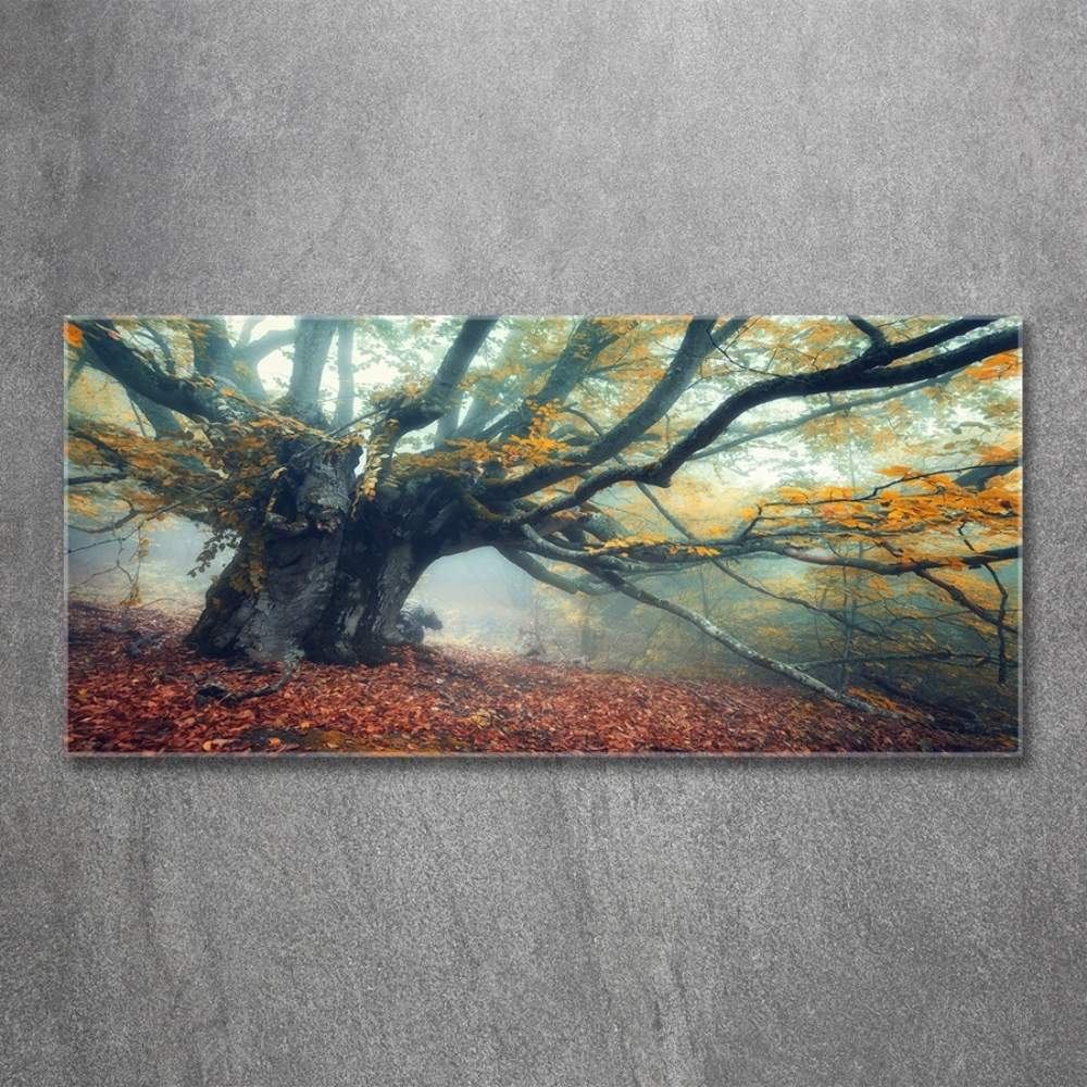 Tableau photo sur verre Vieil arbre