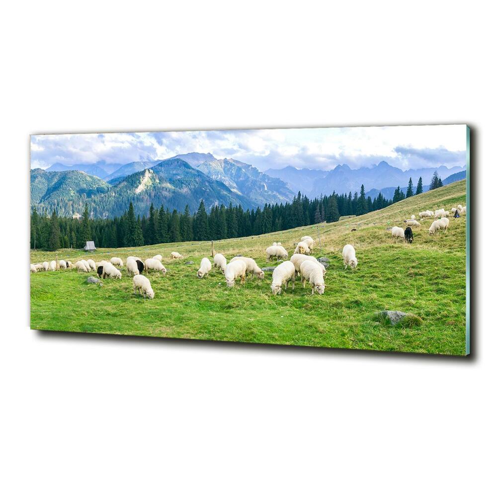 Tableau imprimé sur verre Mouton dans les Tatras