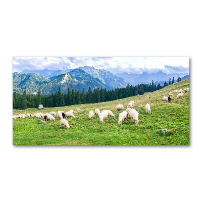 Tableau imprimé sur verre Mouton dans les Tatras