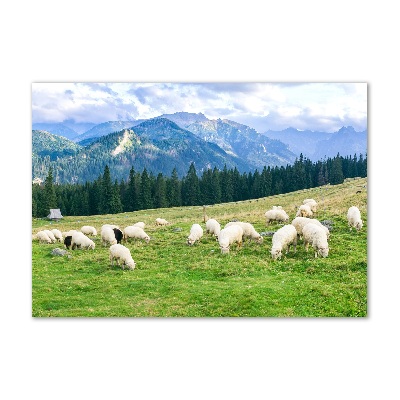 Tableau imprimé sur verre Mouton dans les Tatras