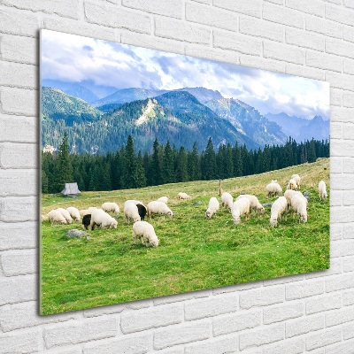 Tableau imprimé sur verre Mouton dans les Tatras