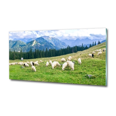 Tableau imprimé sur verre Mouton dans les Tatras