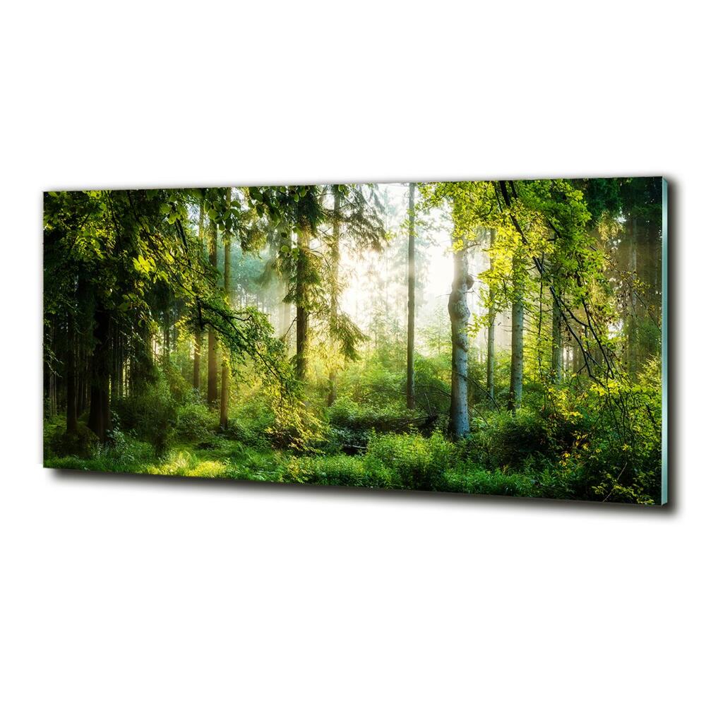 Tableau verre imprimé Forêt au soleil du matin