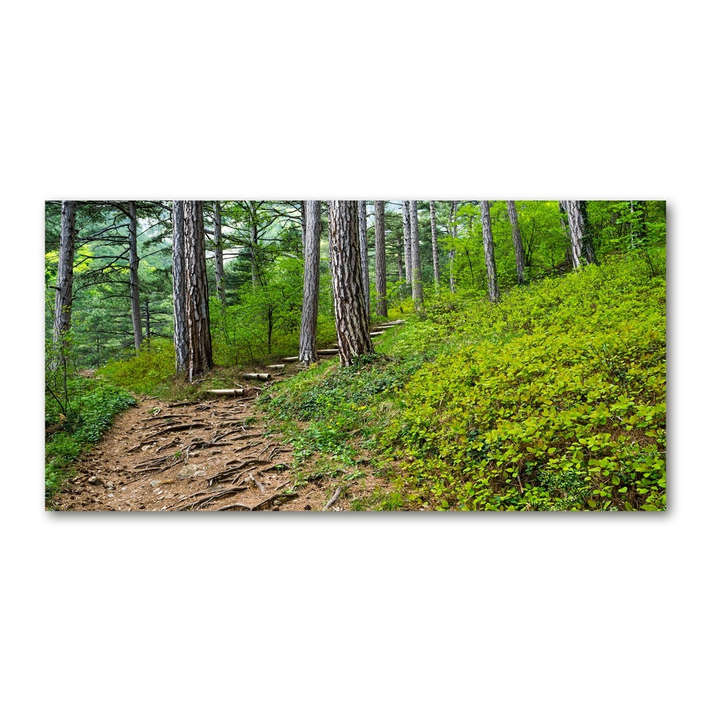 Tableau imprimé sur verre Chemin de forêt