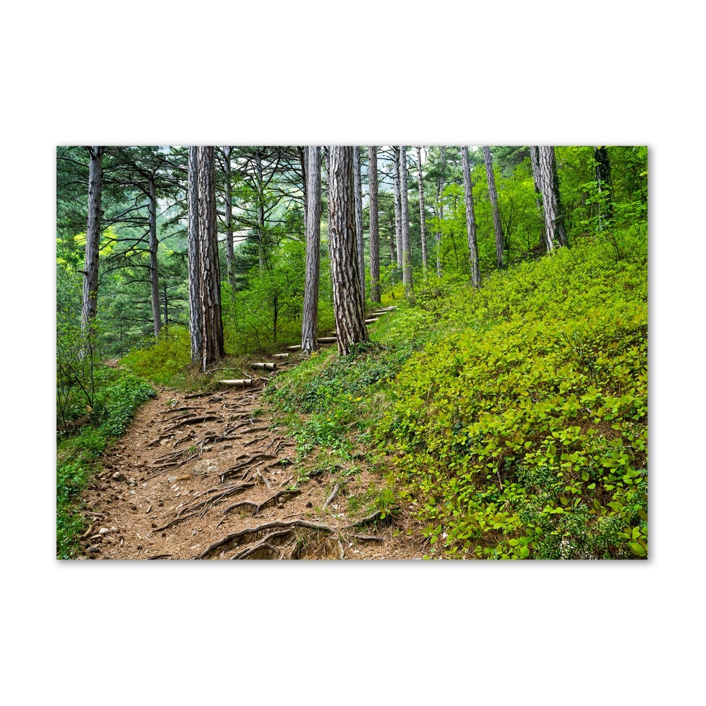 Tableau imprimé sur verre Chemin de forêt