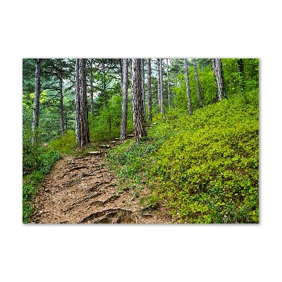 Tableau imprimé sur verre Chemin de forêt